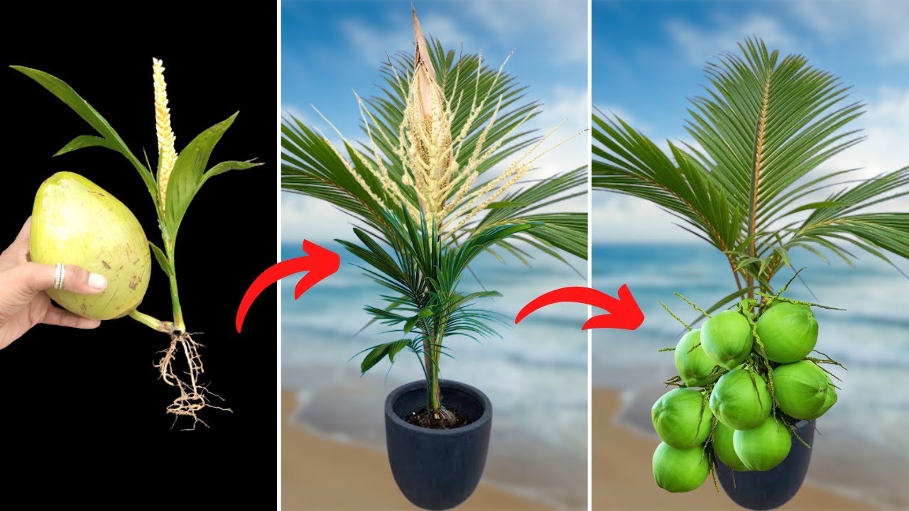 Unique Skill how to grow coconut tree from coconut fruits Eazy method