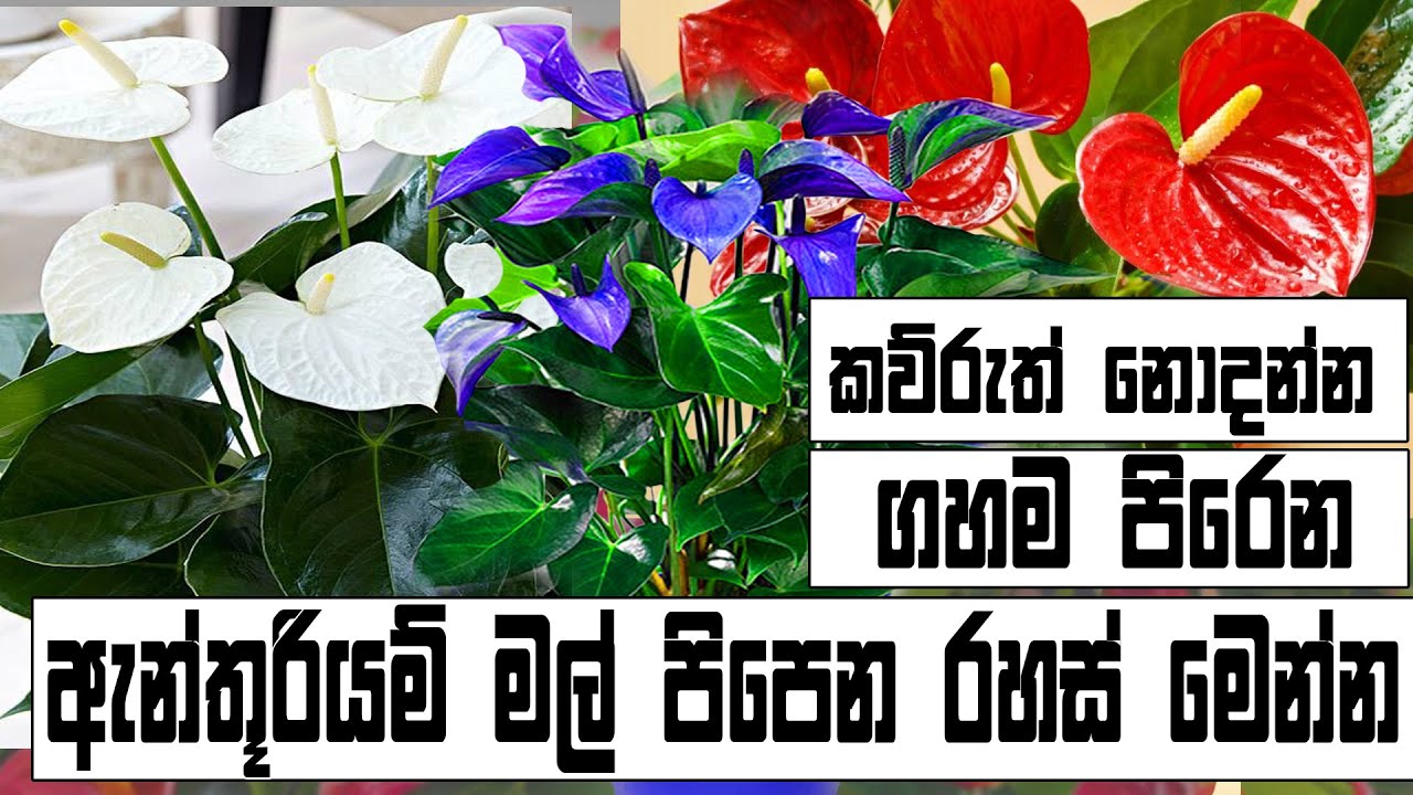 How to grow anthurium | Fast anthurium blooming tips ඇන්තුරියම් මල් ඉක්මනින් හටගන්නා රහස් සියල්ල