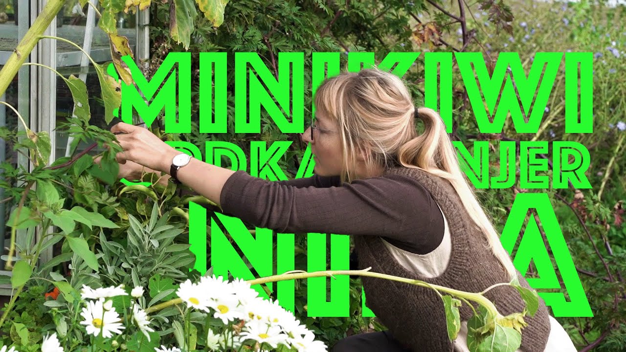 SMAGFULDE STIKKELSBÆRKIWI | Efteråret bugner af frugt og fauna [EFTERÅR23 EPISODE 1]