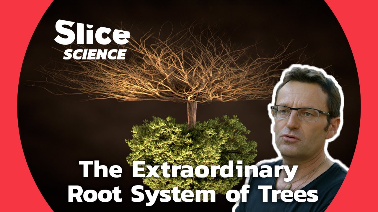 Underground Exploration: The Crucial Role of Roots in Underground Ecosystems | SLICE SCIENCE
