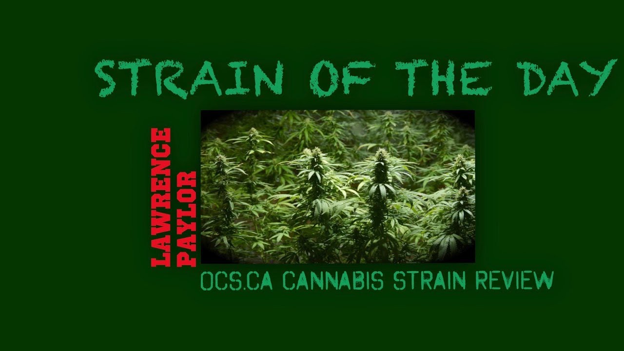 STRAINISODE #6 ONTARIO CANNABIS STORE STRAIN REVIEW $17.25 PER GRAM MAZAR GREAT WHITE SHARK