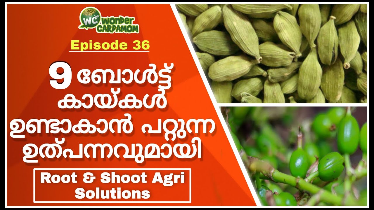 WONDER CARDAMOM_#9 BOLT CARDAMOM_#LARGEST CARDAMOM PLANTS IN IDUKKI_#Earn high profit from cardamom/