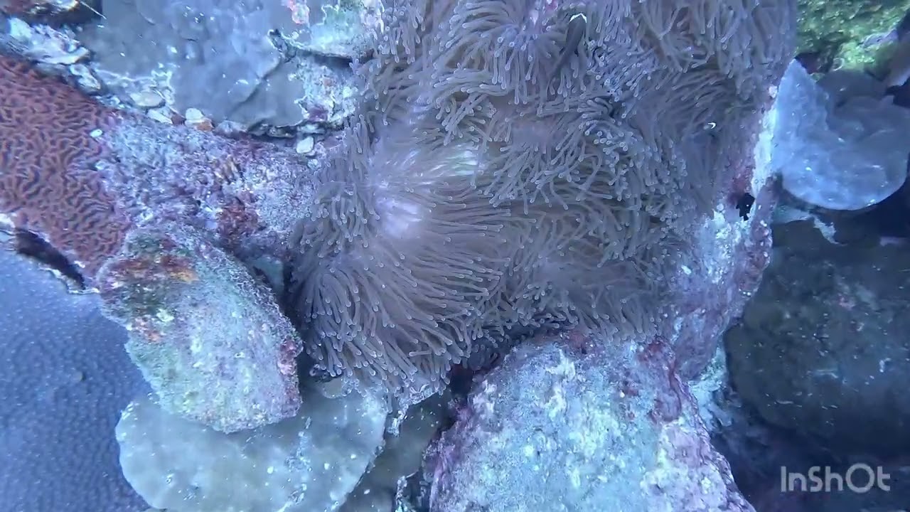 Scuba Diving_Srilanka
