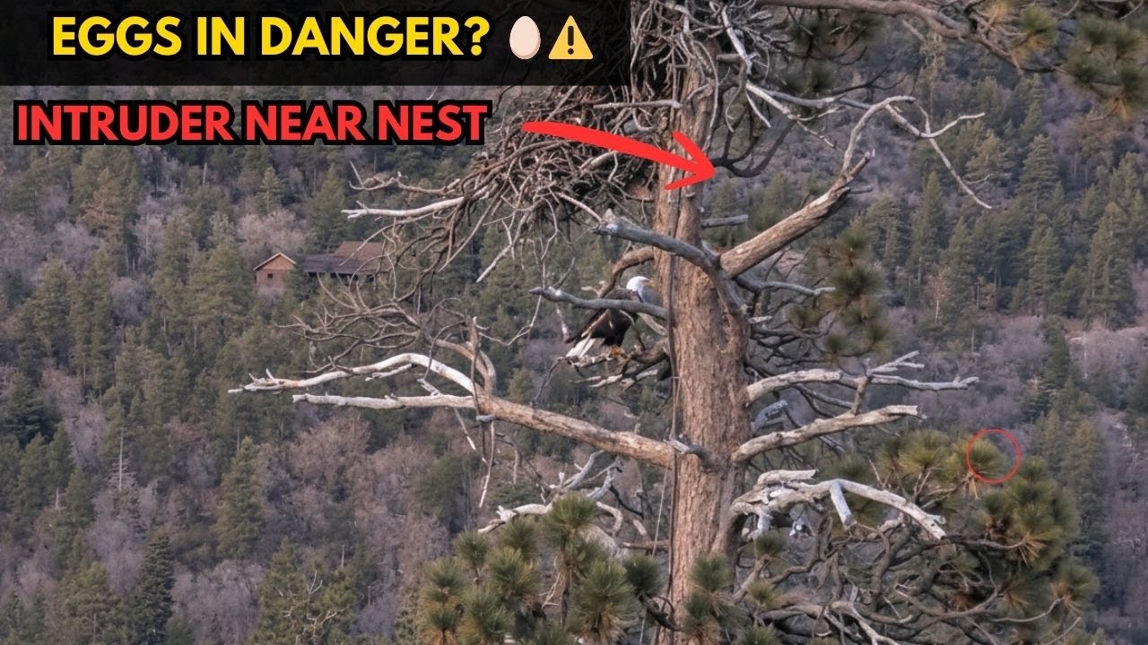 Juvenile Eagle Flies Past the Nest 😱 Are Jackie & Shadow’s Eggs in Danger? 🥚🦅