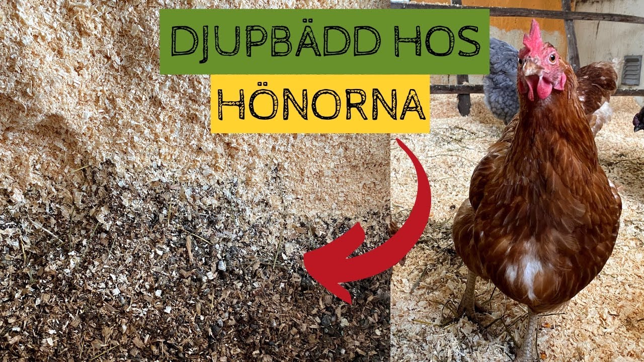 HÖNORNA i februari - DJUPBÄDD, fågelinfluensa och hönsgård - Så har hönorna det på vintern