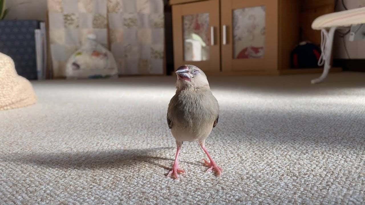 突然の眠気で立ったまま寝てしまう文鳥の雛