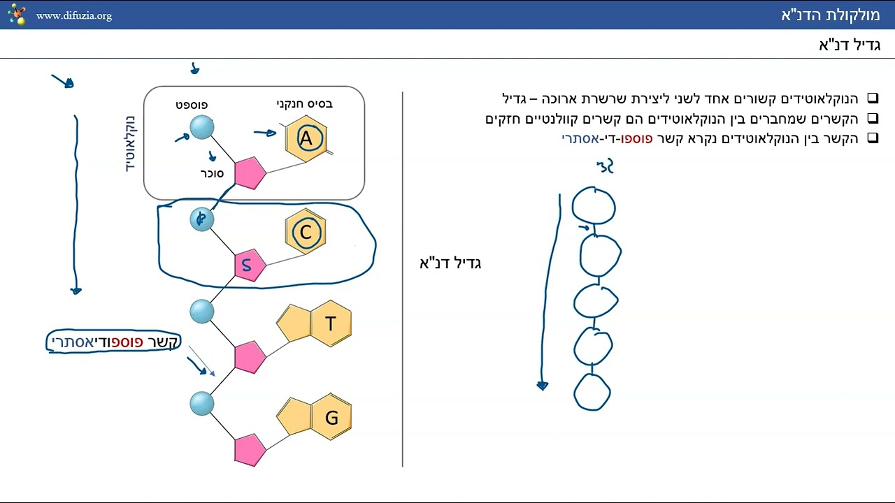 ביוכימיה  DNA  מבנה נוקלאוטיד ומבנה מולקולת הדנ