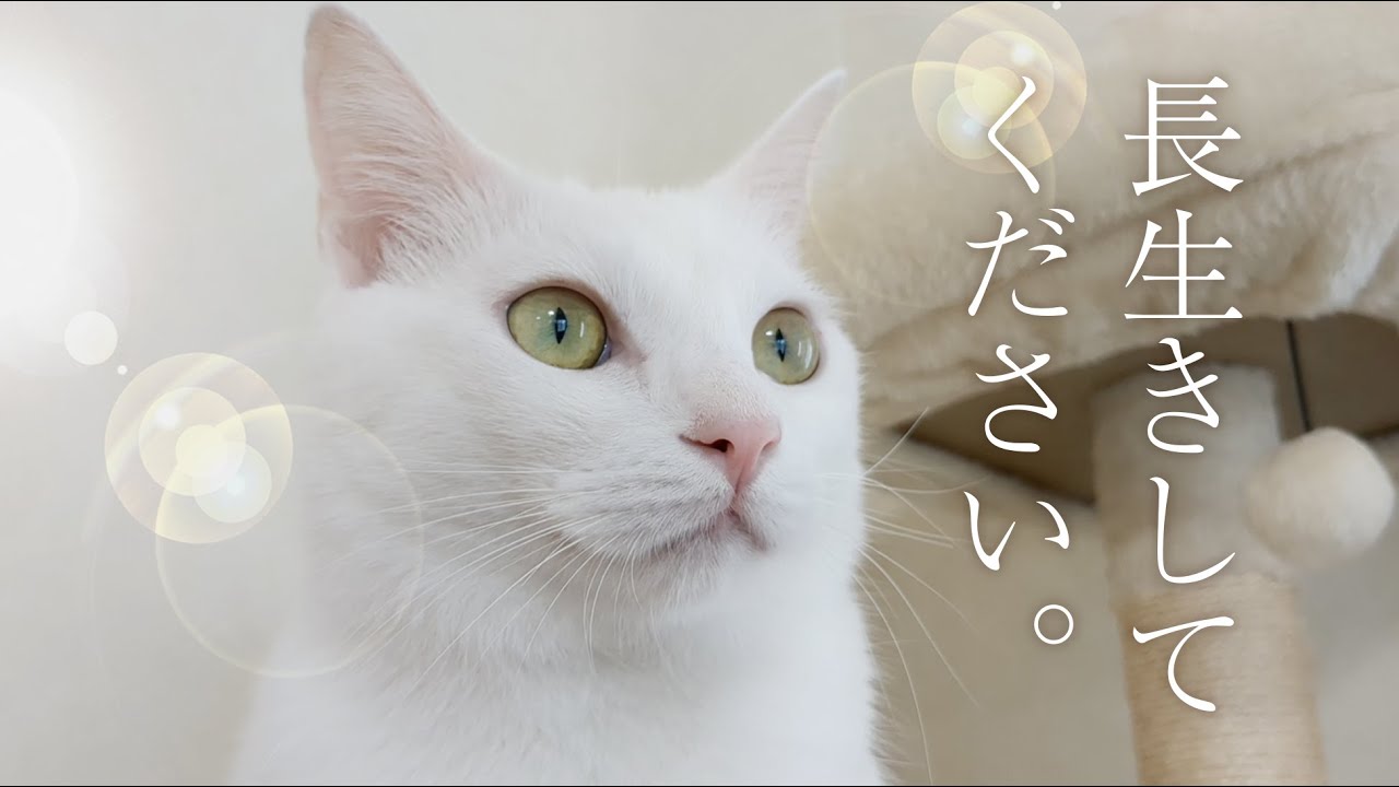 白猫と怒りん坊なオッサン。