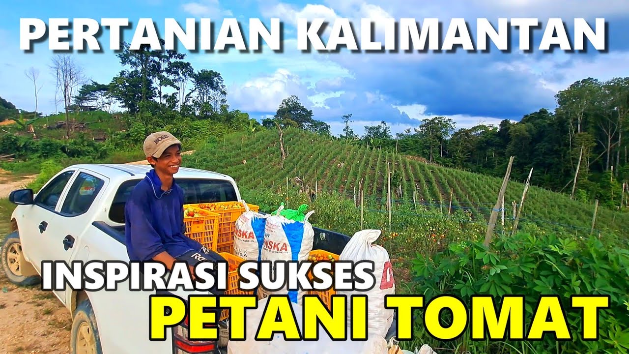 PETANI TANGGUH DI TEPI HUTAN, PERBATASAN KALIMANTAN