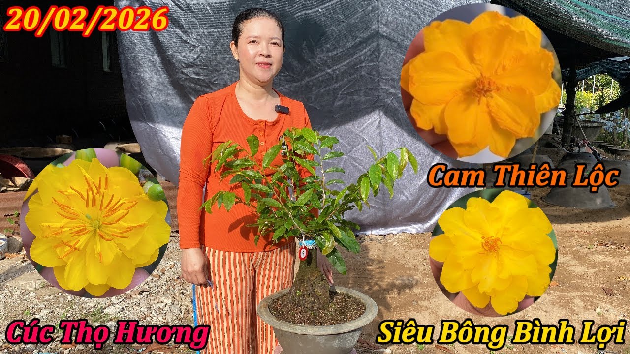 Mai Giống Siêu Bông Bình Lợi, Cúc Thọ Hương, Cam Thiên Lộc Giá Cực Rẻ - Mai Vàng Phương Duy
