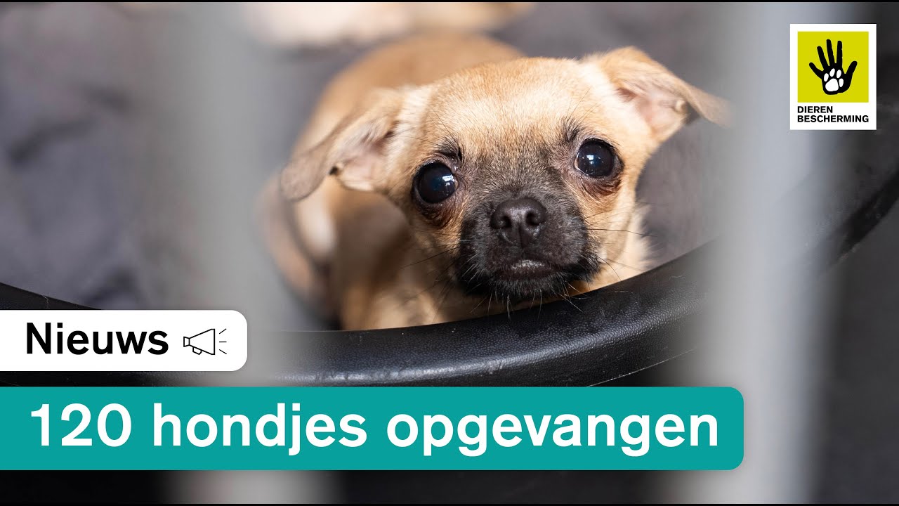 120 verwaarloosde honden weggehaald uit benarde situatie
