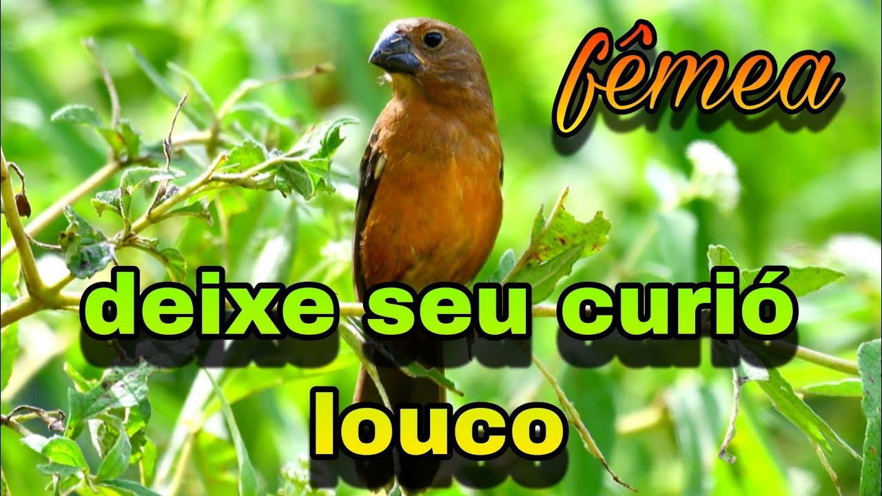 Fêmea de curió chamando pra esquentar e estimular canto