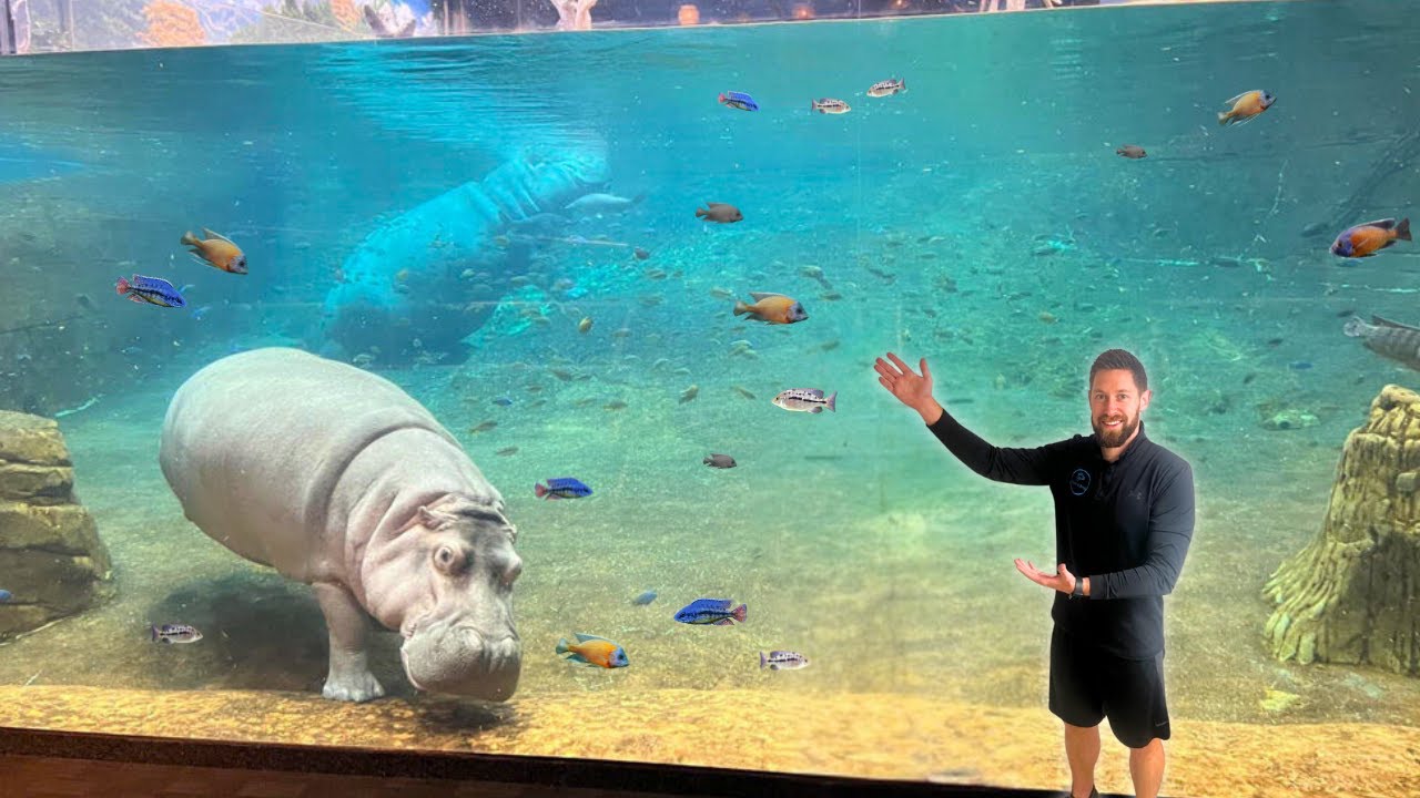 MASSIVE CICHLID TANK & GIANT HIPPOS (Adventure Aquarium - Camden, NJ)
