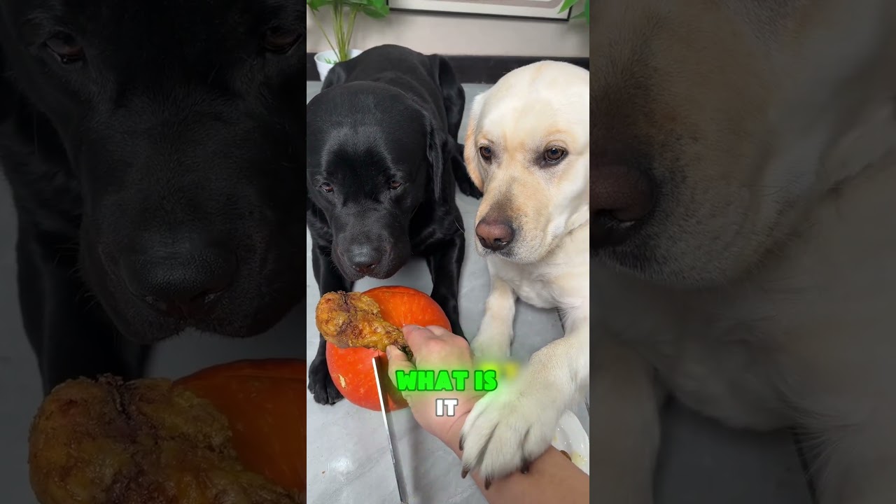 🐶😤⚖️Puppy: That's so unfair! Why the favoritism? #funnypets #funny #funnyvideos