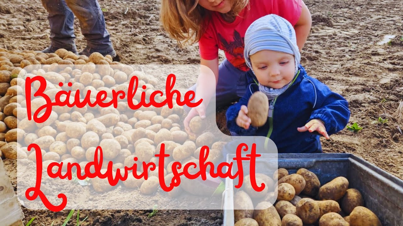 Erntesaison auf dem Elshof - Kartoffeln im Fokus | BÄUERLICHE LANDWIRTSCHAFT