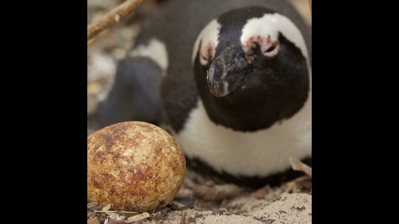 Animal parenting and nurturing showcase the truly amazing behaviors and parental care in the wild