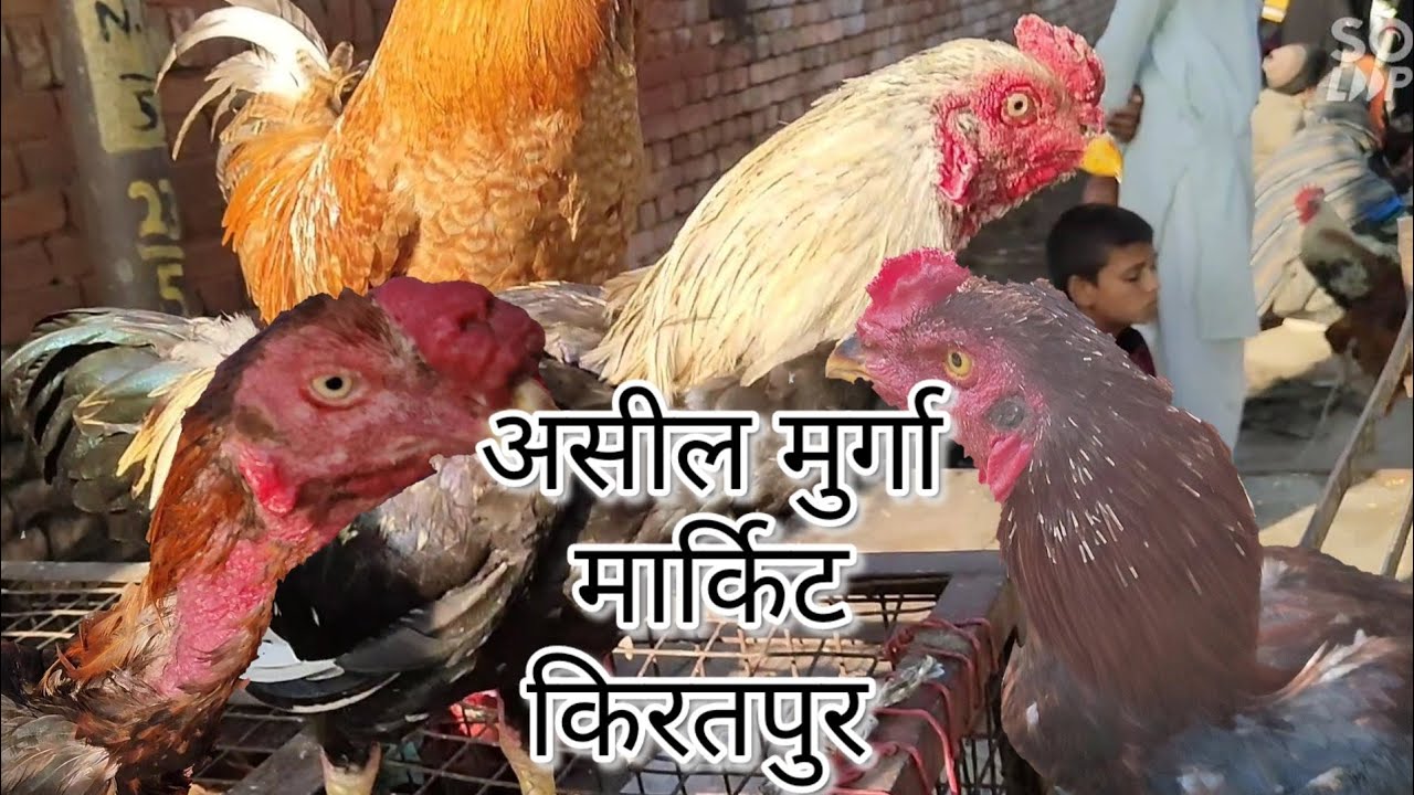 असील मुर्गा मार्किट किरतपुर उत्तरप्रदेश / Aseel Murga market kiratpur Utterpradesh / Sunday market
