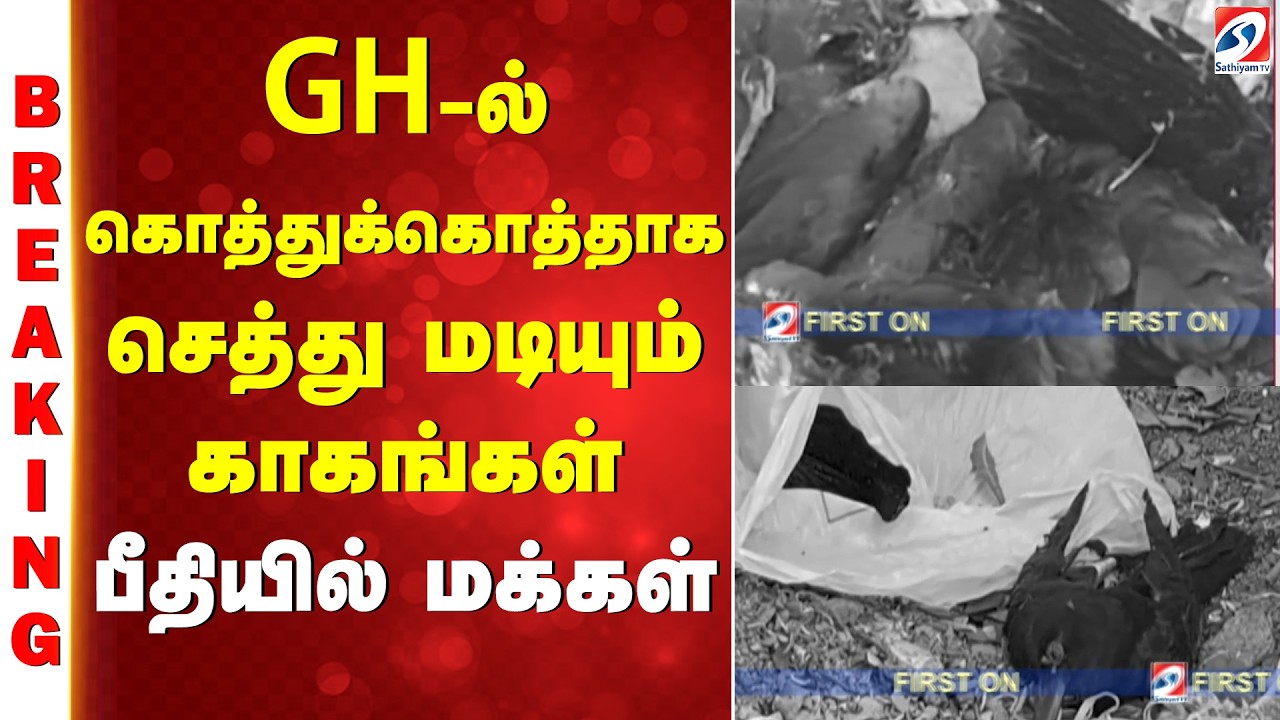 GH-ல் கொத்துக்கொத்தாக செத்து மடியும் காகங்கள் - பீதியில் மக்கள்