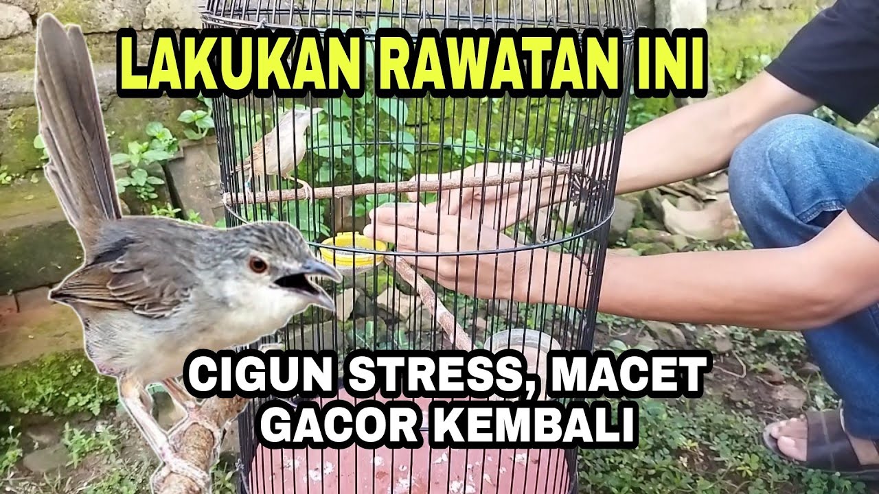 cara merawat burung cigun macet bunyi dan stress,agar gacor kembali