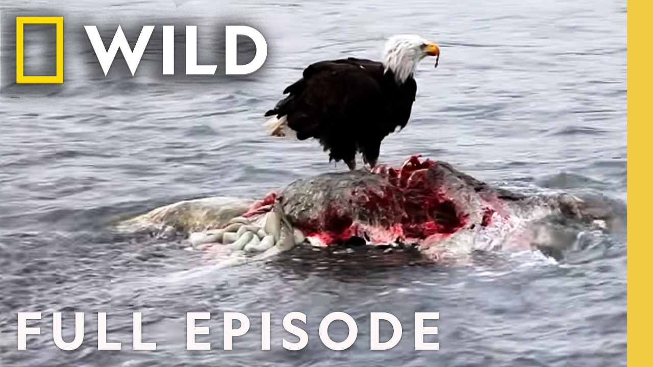 Cold, Harsh Reality (Full Episode) | Wild Alaska | Nat Geo Animals