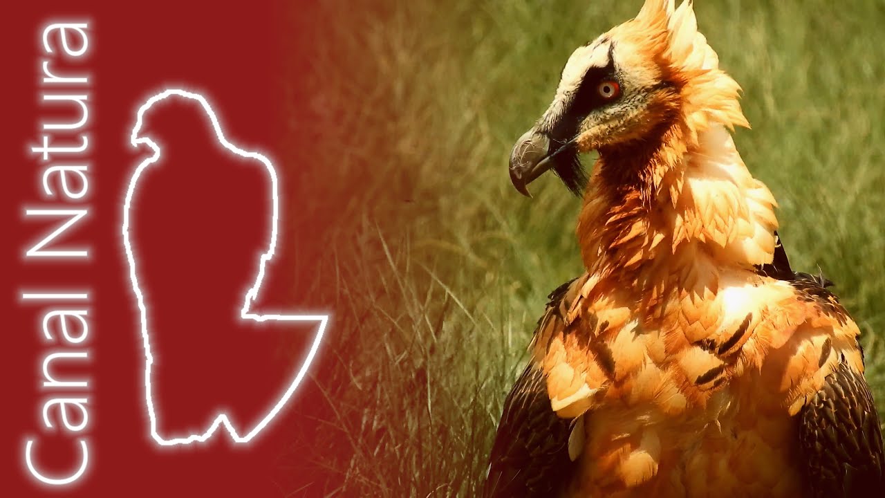 Quebrantahuesos (Gypaetus barbatus) Bearded Vulture 4K