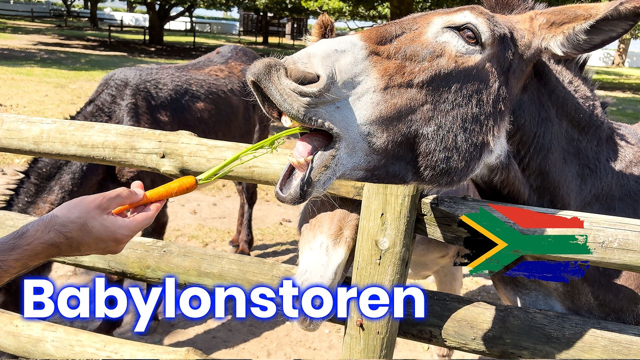 Babylonstoren, Western Cape, South Africa, One of South Africa’s Oldest Farms - 4K - (Part 3)