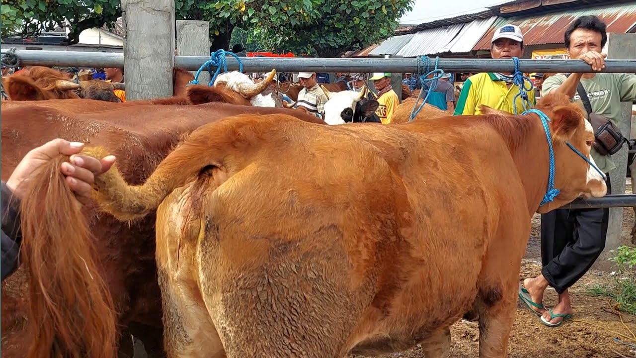 7.500‼️ CALON BABON JUMBO HARGA SUPER MURAH Pasar Sapi Jetis Ponorogo Jawa Timur