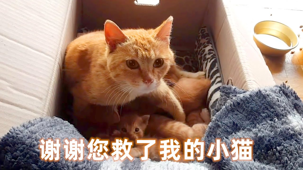 为救患病小猫，流浪猫妈妈步行2公里，带好心人去看自己的孩子