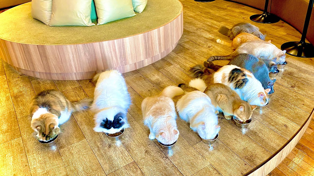 Akihabara best cat cafe with 23 cats (2022) Tokyo Japan