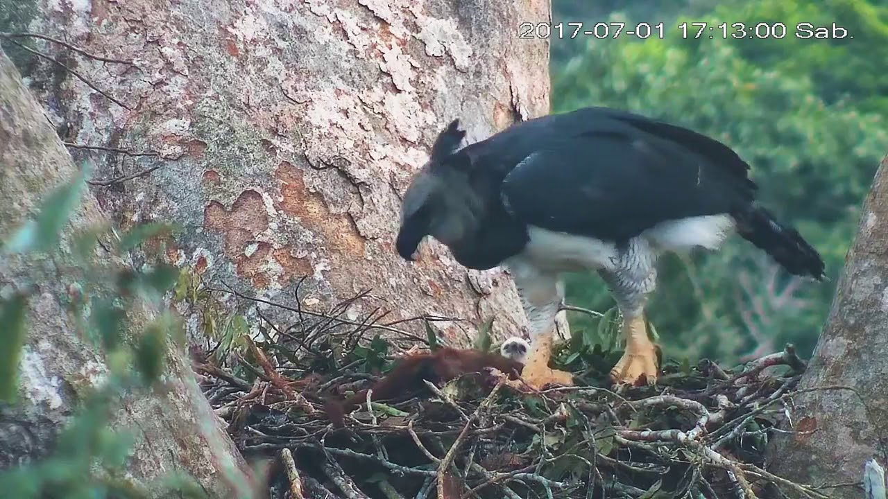 🐾 Harpy eagle (Harpia harpyja) - Eats a Howler Monkey.