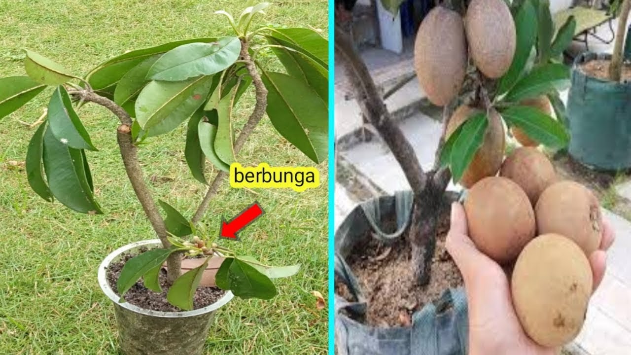 Terbongkar dengan cara ini stek pohon sawoh ternyata cepat berbuah