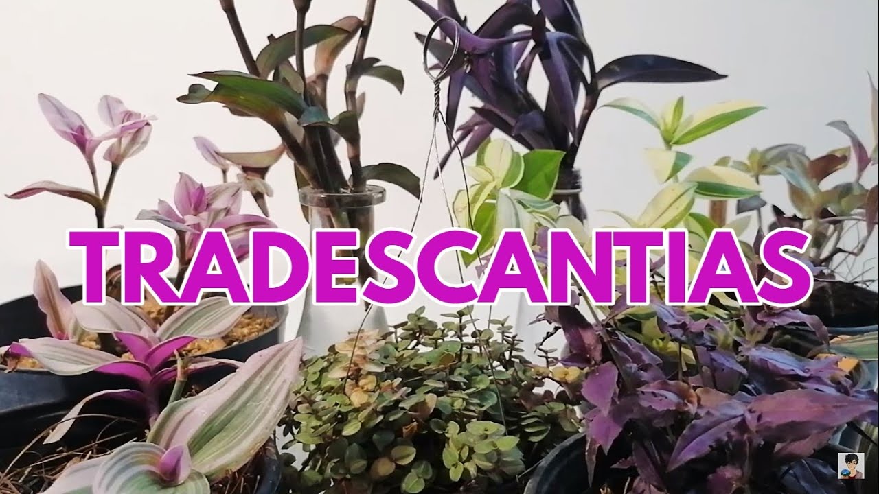 tradescantia cuidados y variedades CHUYITO JARDINERO