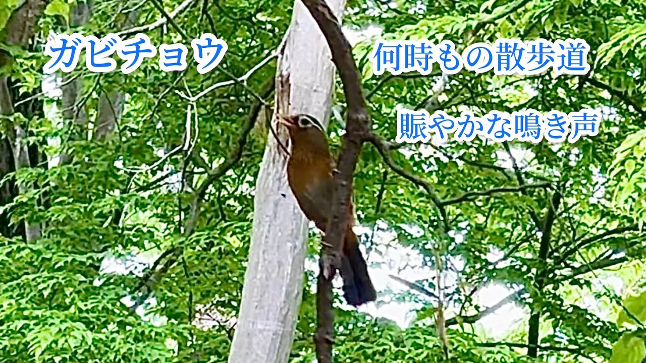 野鳥　ガビチョウ　目の周りが白い隈取り　昔はペット用鳥　さえずりが長く声が大きい　特定外来生物　何時もの散歩道