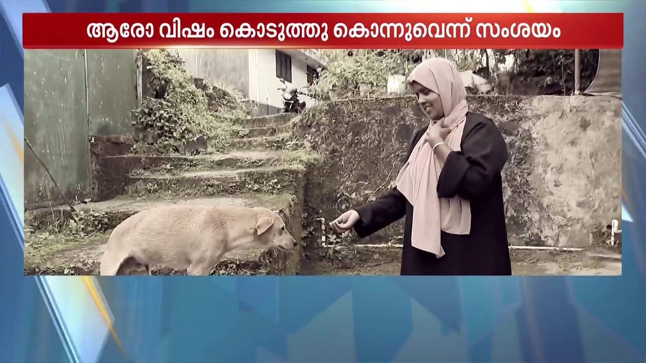 കൊന്നുകളഞ്ഞല്ലോ!!  രക്ഷിച്ച ആളെ കാണാൻ ദിവസവും എത്തിയിരുന്ന നായ.. ഇനി ഇല്ല ആ മിണ്ടാപ്രാണി
