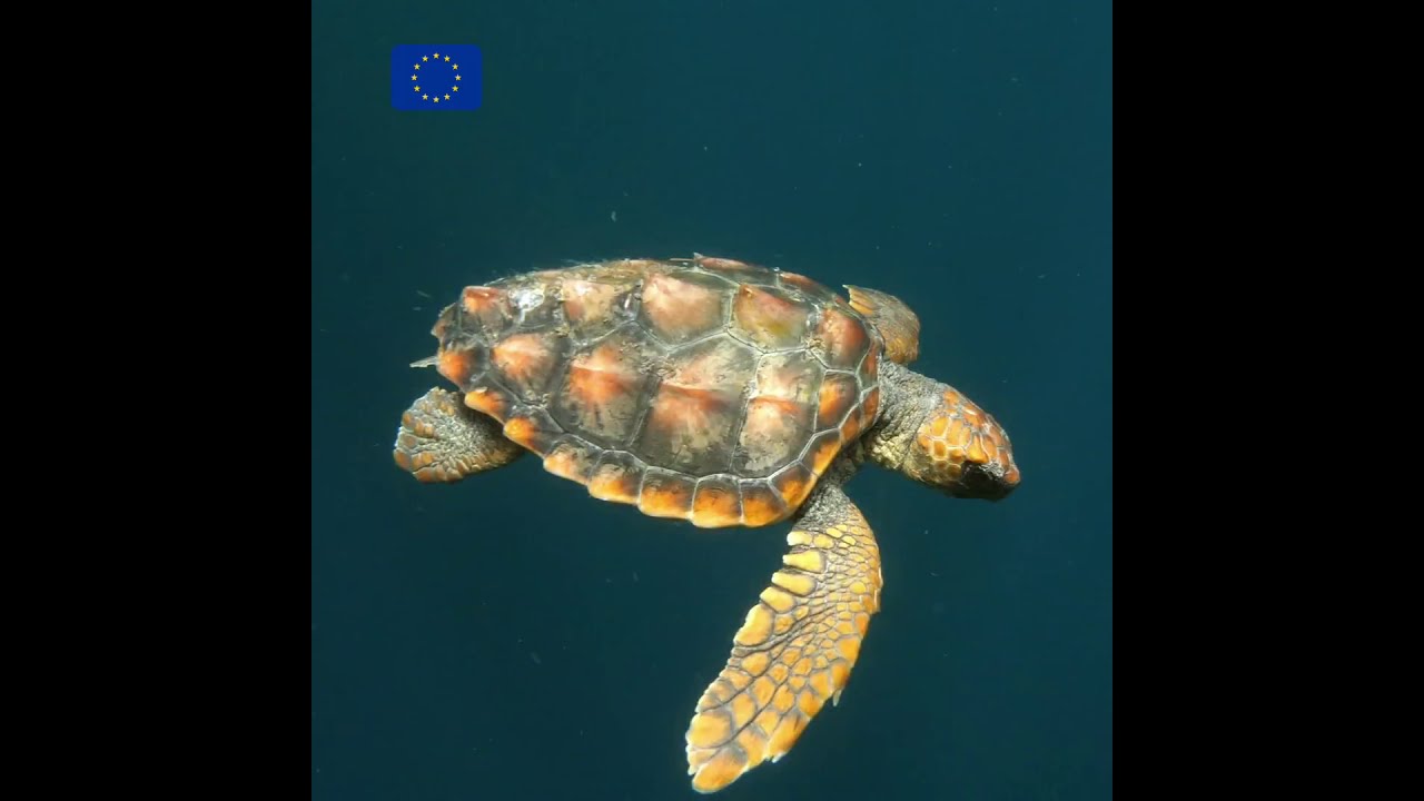 The 2030 EU Biodiversity Strategy: Protected Areas