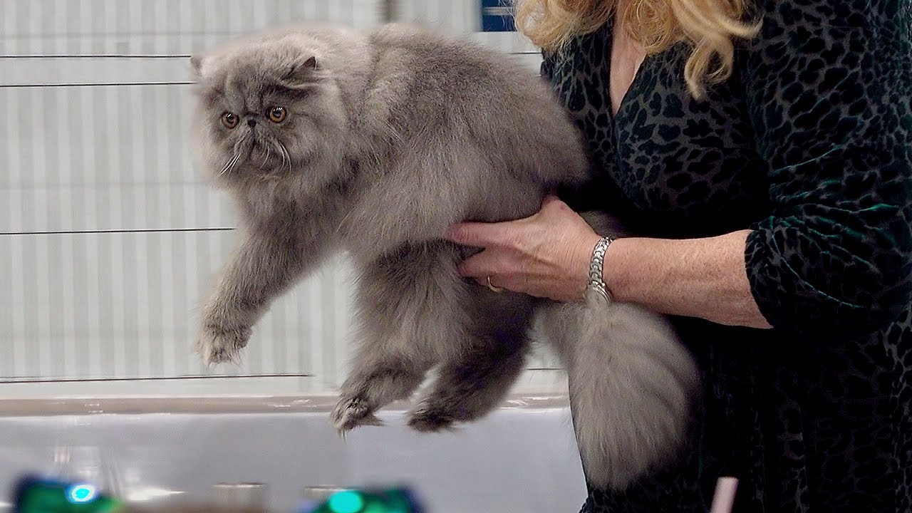 CFA International Show 2019 - Persian Kitten Class Judging - Set 1