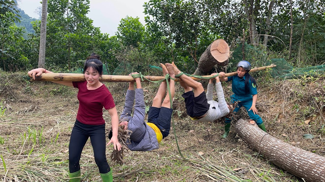 Agricultural transport vehicle; rural girl robbed while cutting down giant tree.
