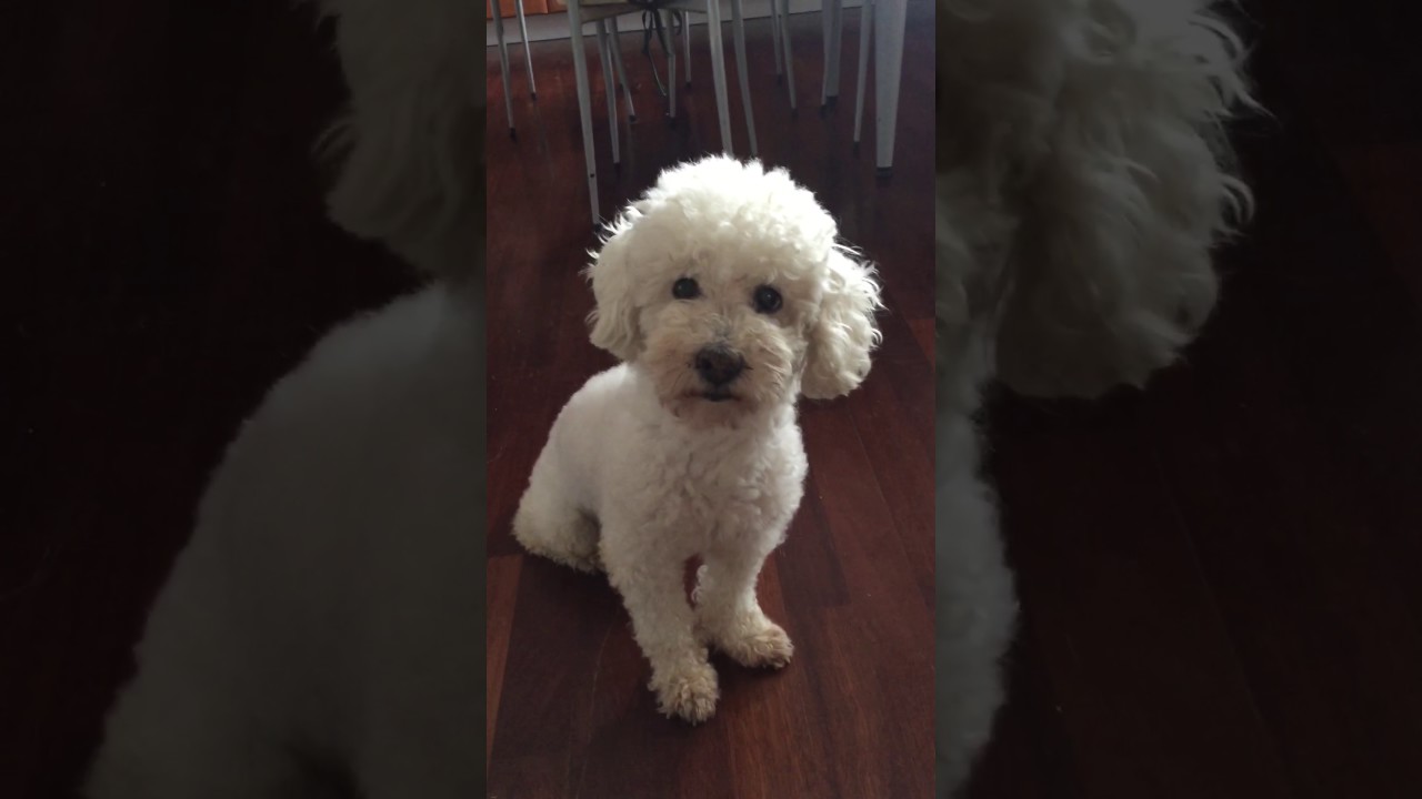 Perro llora, caniche llora