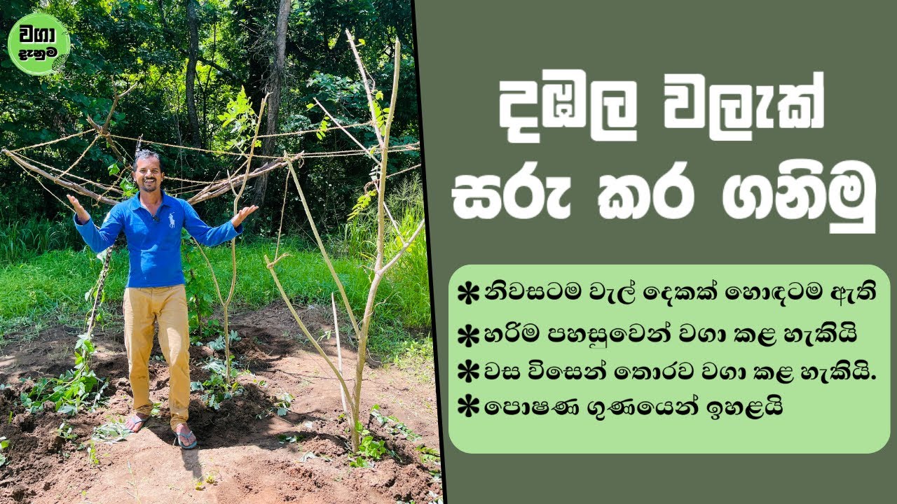 දඹල වගාව | දඹල වැලක් සරු කර ගනිමු | WAGA DANUMA