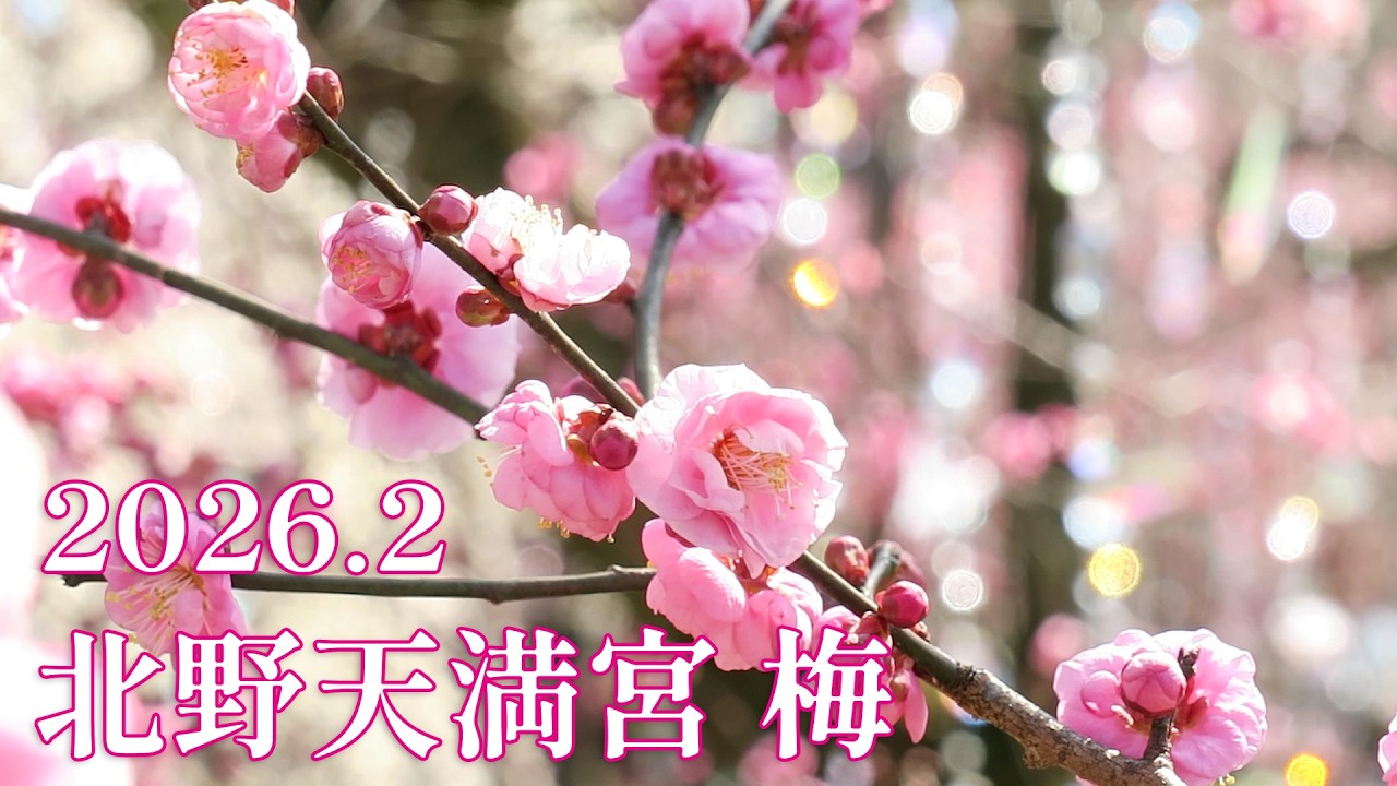 【ちょっと息抜き】北野天満宮の梅苑に行ってきました