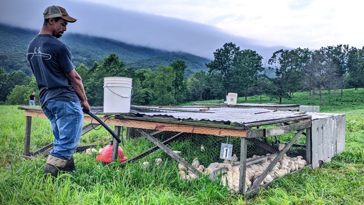 I DREAMED of doing THIS | Morning CHORES at POLYFACE