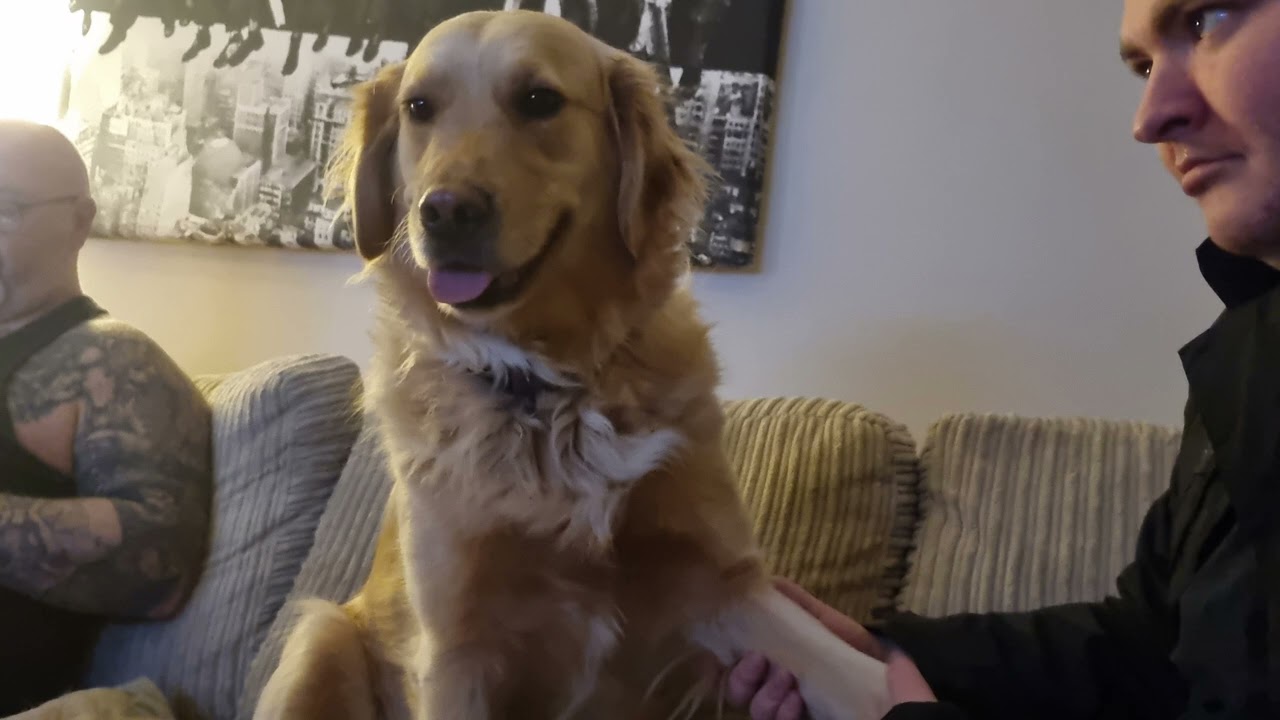 Pets: I have big green eyes and many, many unsettling things to say