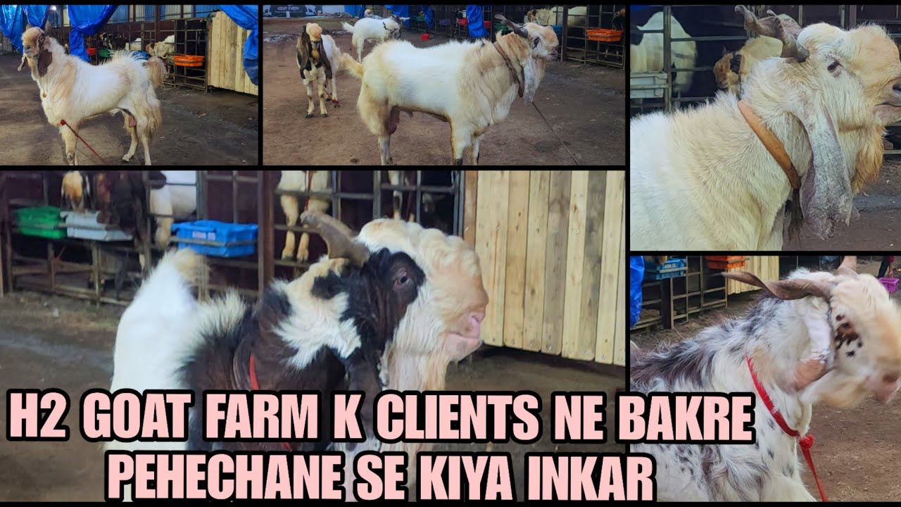 H2 Goat Farm Ne Show Kiye 100 kg + K Kota Bakre Clinte Ne Bakro Ko Pehechan Kiya inkar Padgha
