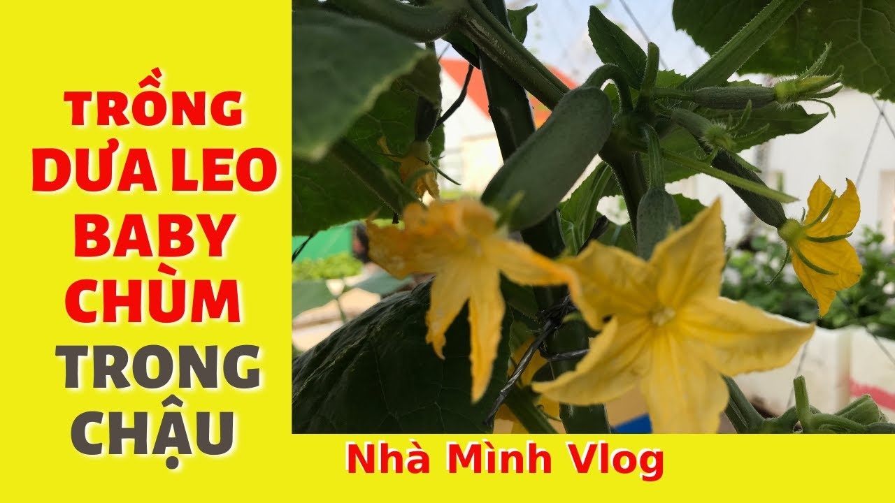 Cách trồng Dưa Leo baby chùm trong chậu trên sân thượng | Nha Minh Vlog