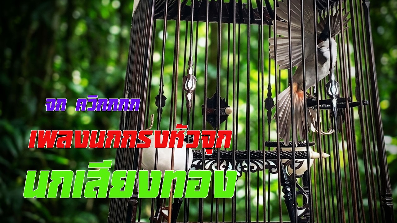 เพลงนกกรงหัวจุก เสียงทอง จกควิกกก  สำนวนแม่บทใต้