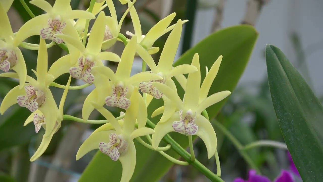 Цветение Dendrobium farmeri var alba, Coelogyne pandurata и др.