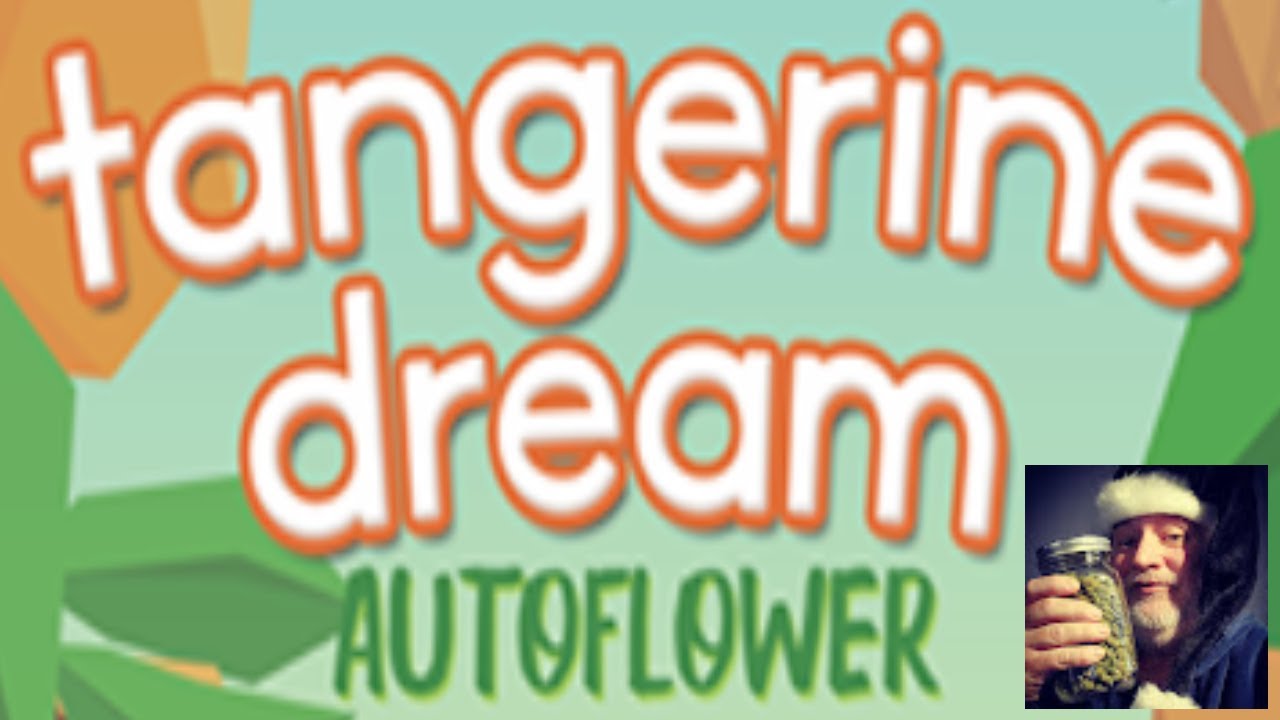 Harvest Time For Tangerine Dream Autoflower.  This strain makes you feel much happier.
