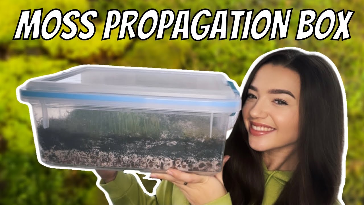 Я сделал ящик для размножения мха. Вот как!