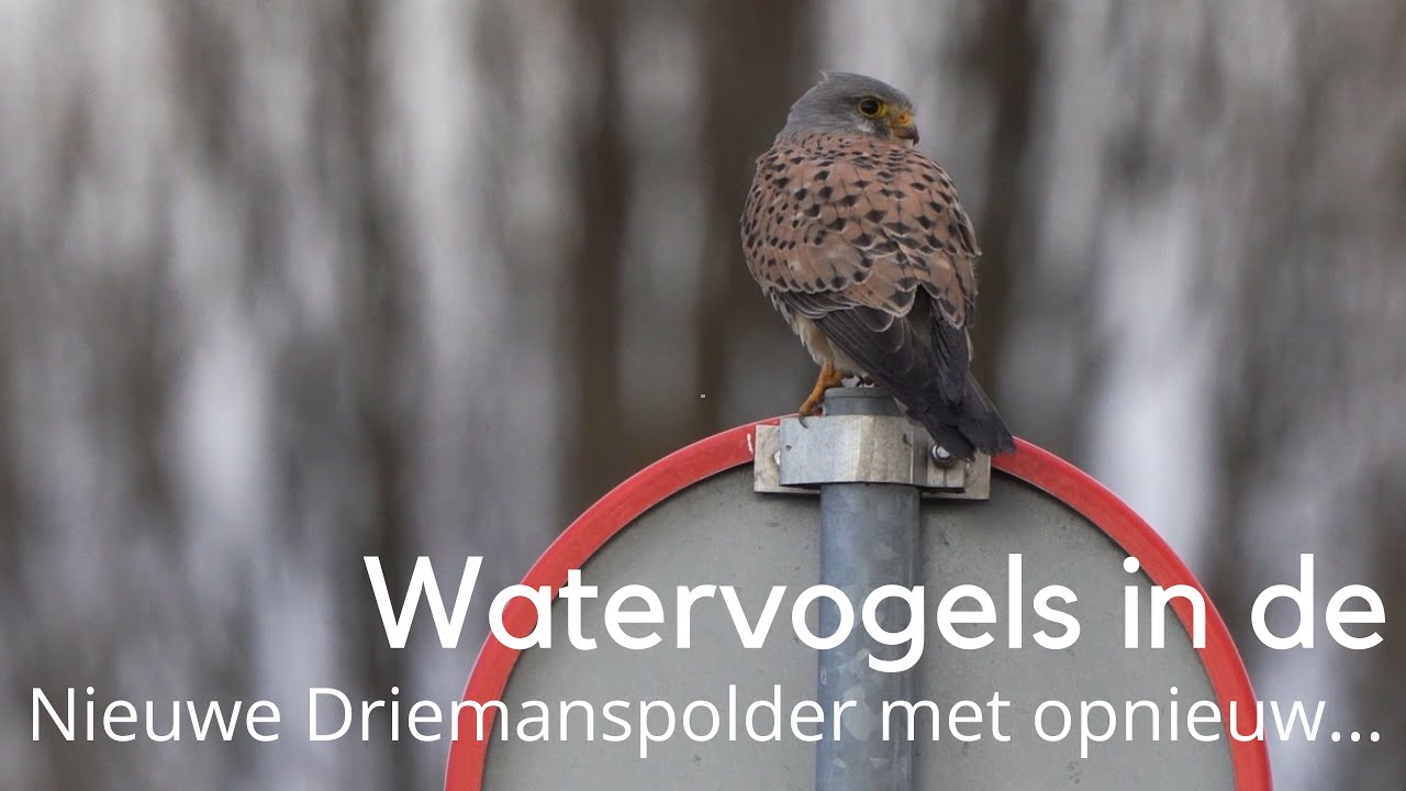 Watervogels in de Nieuwe Driemanspolder met opnieuw ... #1475