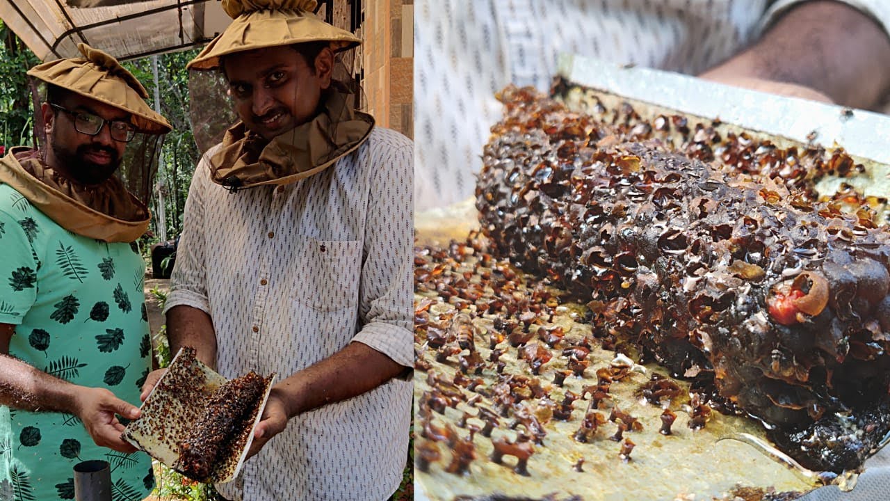 Stingless Bee Farming | ചെറുതേനീച്ച വളർത്തൽ എങ്ങിനെ ?| Nilackal Bee Garden | +91 96055 27123
